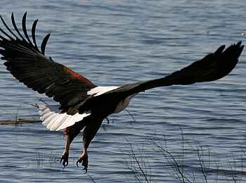 Chobe Elephant Camp: Vogelreichtum am Chobe River Chobe Elephant Camp: Vogelreichtum am Chobe River