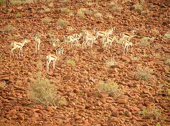 Damaraland Camp: Springböcke am Hang