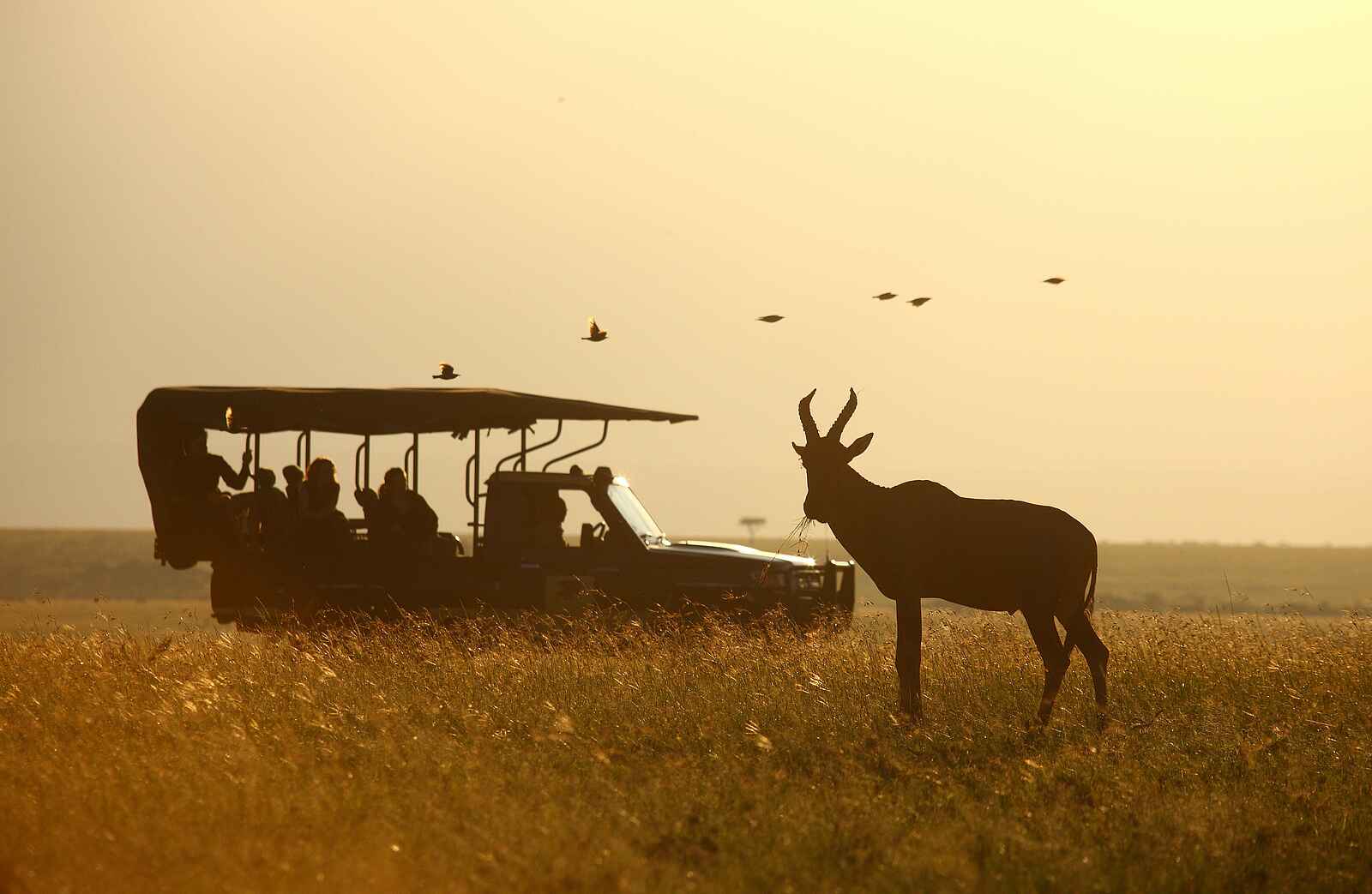 Elephant Pepper Camp: Pirschfahrt Elephant Pepper Camp: Pirschfahrt