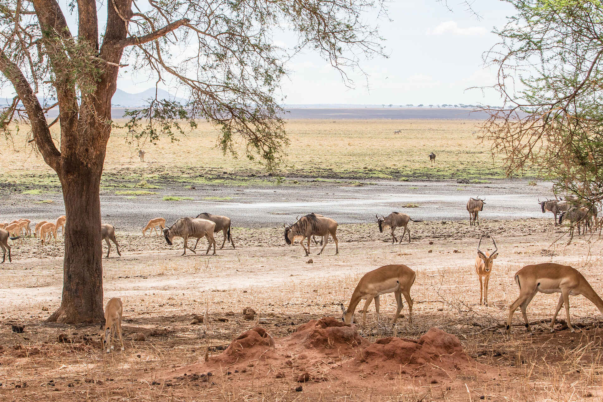 Forest Chem Chem: Gnus und Impalas