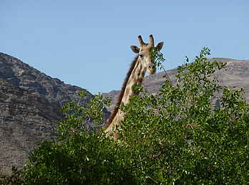 Fort Sesfontein: Eine Giraffe schaut hinter einer Baumkrone hervor