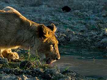 Great Fish River Lodge: Löwin am Wasser