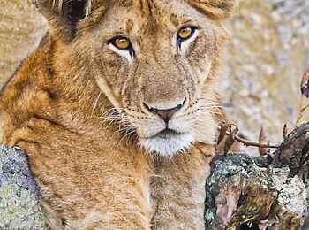 Ishasha Wilderness Camp: Tree Climbing Lion Ishasha Wilderness Camp: Tree Climbing Lion