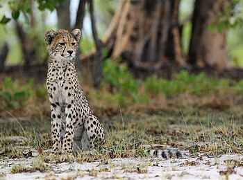 King Lewanika Lodge: Gepard King Lewanika Lodge: Gepard