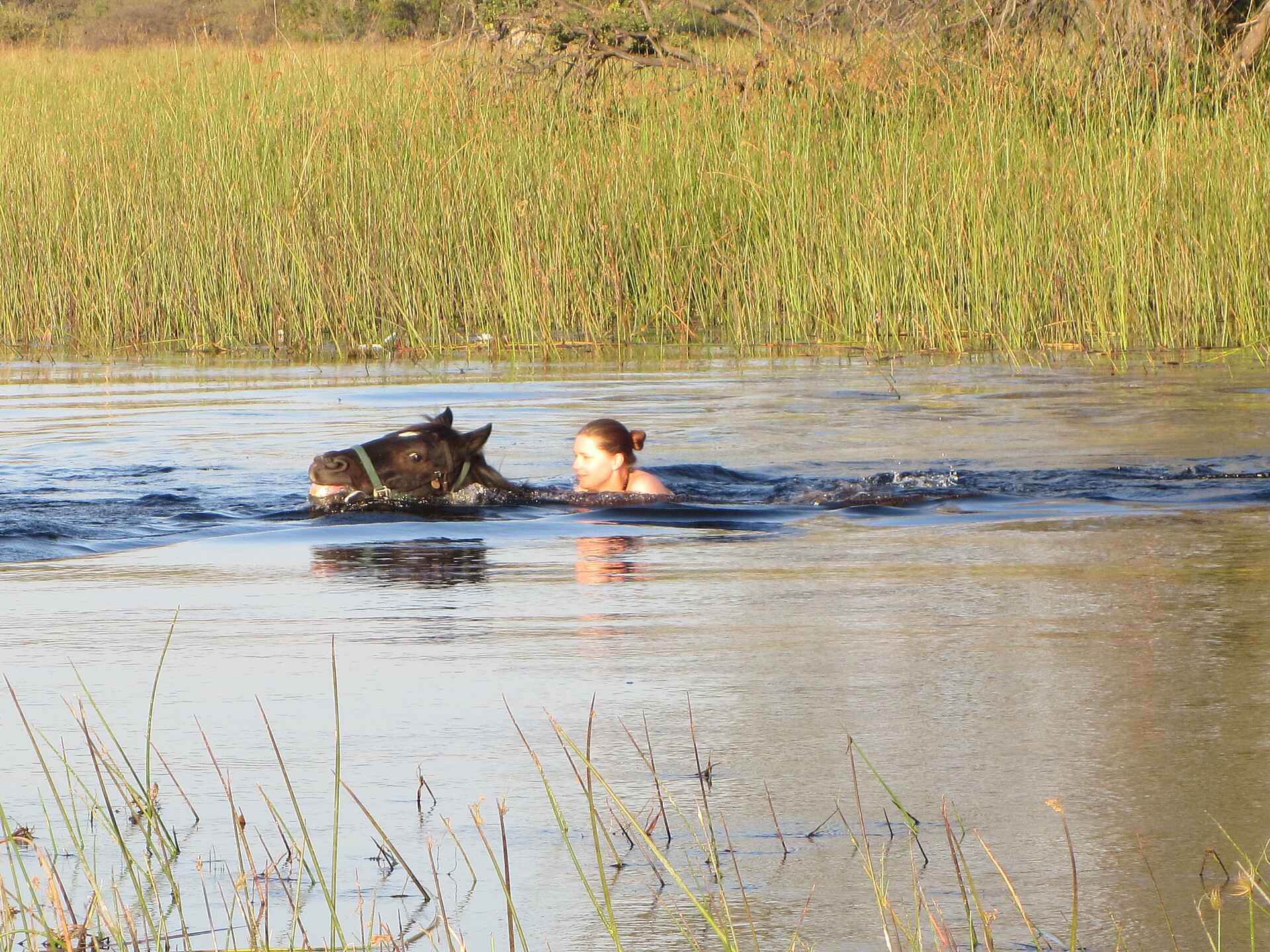 Kujwana Camp, kujwana camp bilder, okavango delta, okavango delta safari, reiterurlaub, reitsafari botswana, reitsafaris, aktivitäten, pferd, reiten