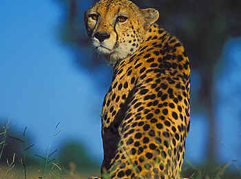 Kwara Camp: Umsichtiger Gepard Kwara Camp: Umsichtiger Gepard