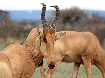 Murchison Falls National Park: Kuhantilope Murchison Falls National Park: Kuhantilope