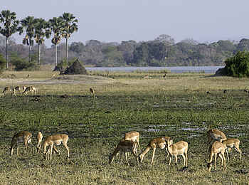 Mvuu Camp: Antilopen in den Floodplains