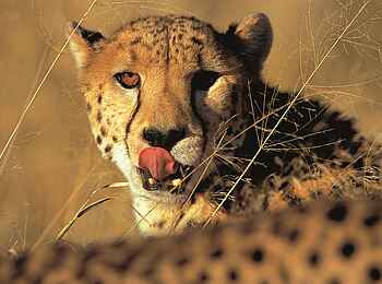 Okonjima Plains Camp: Katzenzunge Okonjima Plains Camp: Katzenzunge