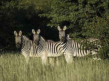 Ongava Lodge: Zebras im frischen Gras Ongava Lodge: Zebras im frischen Gras