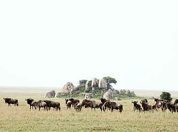The Retreats at Namiri Plains Camp: Gnus The Retreats at Namiri Plains Camp: Gnus