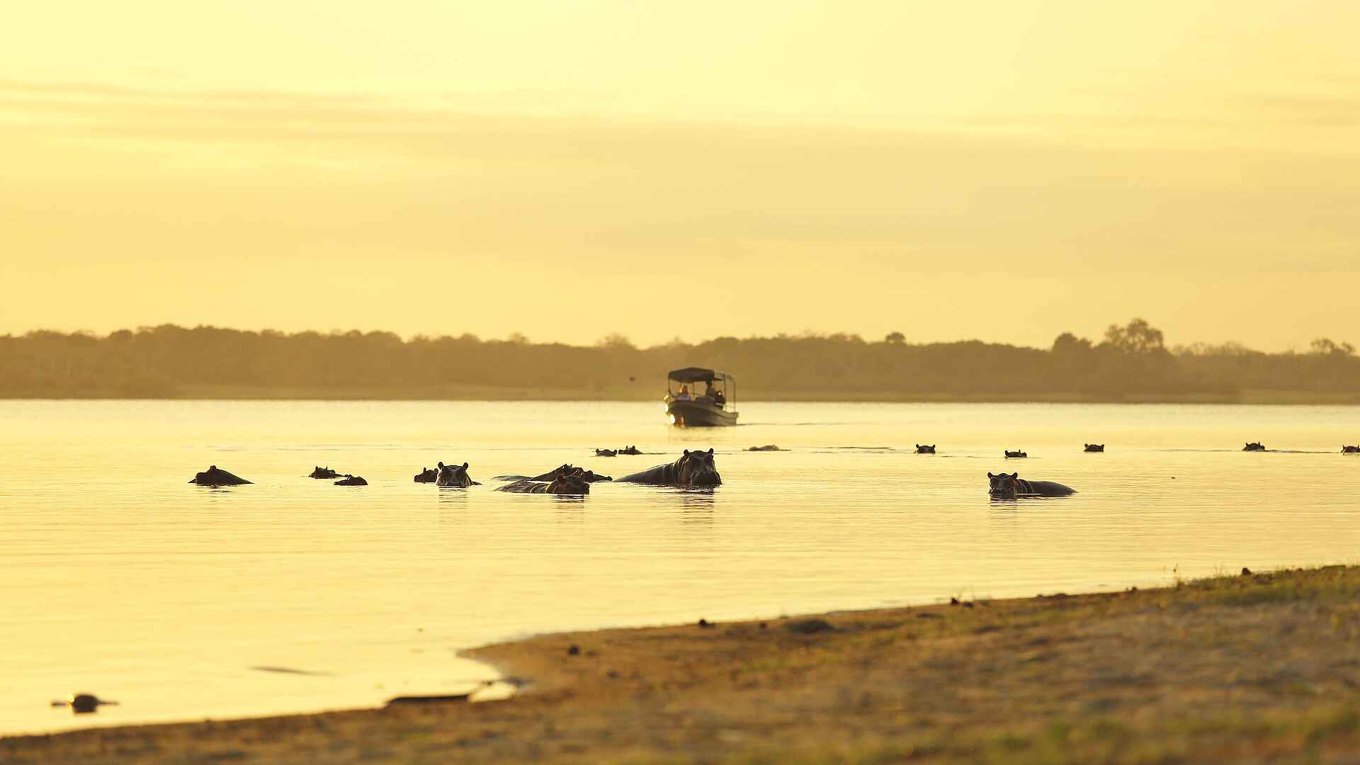 Roho ya Selous Camp: Hippo Stop
