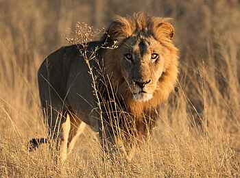 Shinde Footsteps: Stattlicher Löwe Shinde Footsteps: Stattlicher Löwe