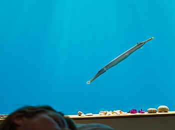 The Manta Resort: Ein Traum unter Wasser The Manta Resort: Ein Traum unter Wasser