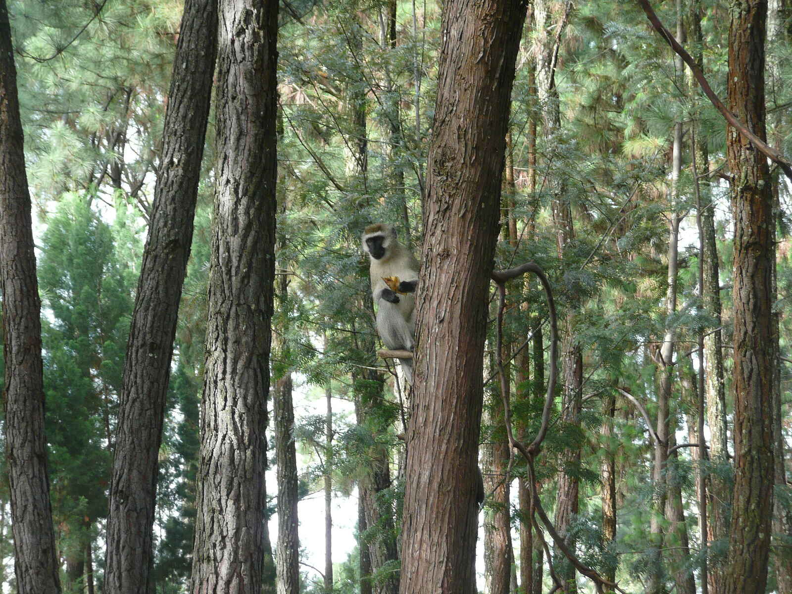 The Retreat Hotel: Im Wald The Retreat Hotel: Im Wald