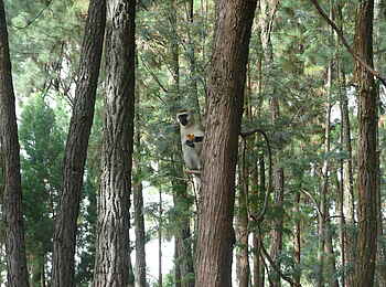 The Retreat Hotel: Im Wald The Retreat Hotel: Im Wald