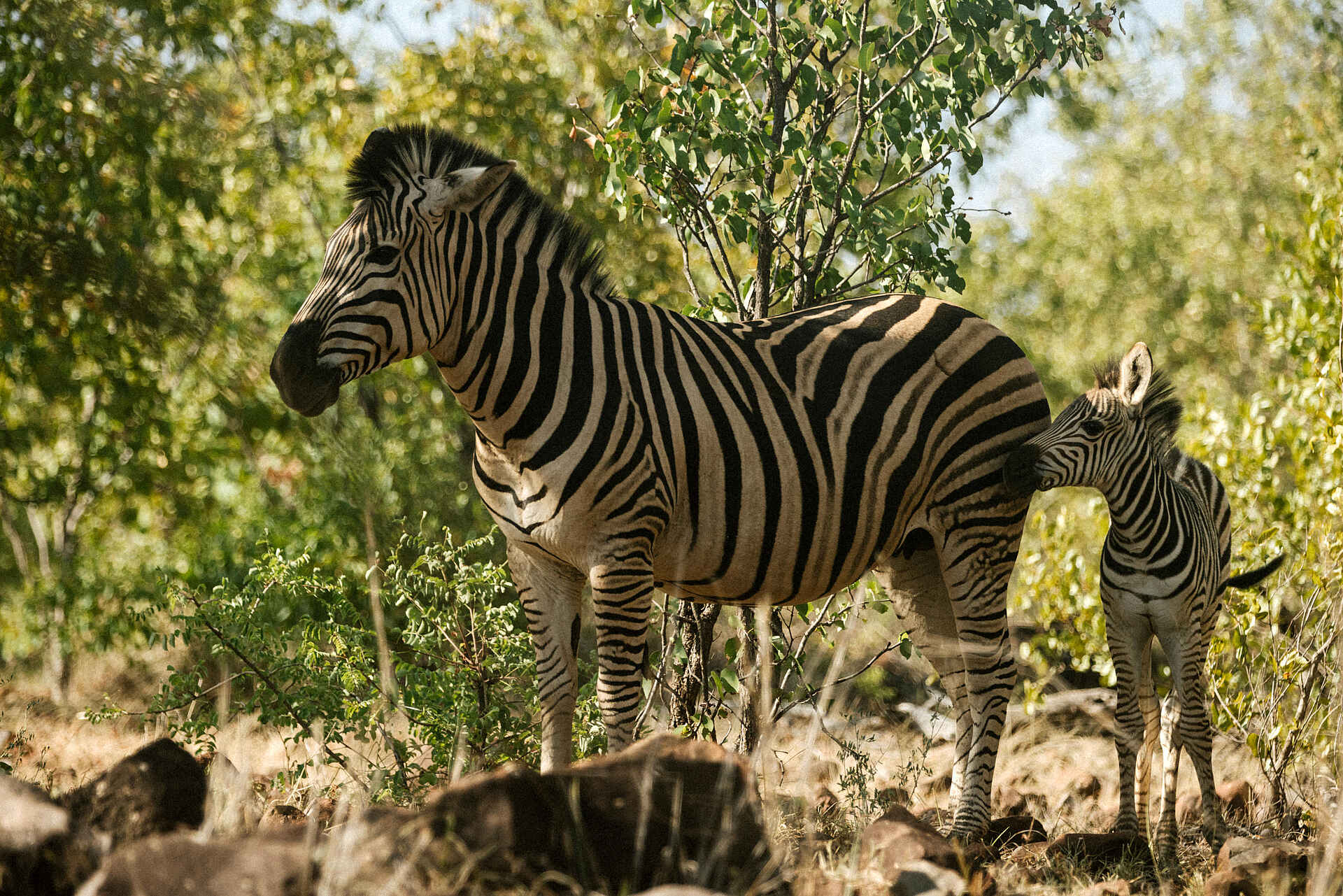 Zambezi Sands Luxury Tented Camp: Zebras