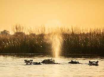 Zarafa Camp: Nilpferde