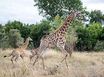 Sabi Sabi Selati Camp: Große Giraffe Sabi Sabi Selati Camp: Große Giraffe