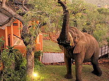 Thanda Safari Lodge: Ein Elefant im Camp Thanda Safari Lodge: Ein Elefant im Camp
