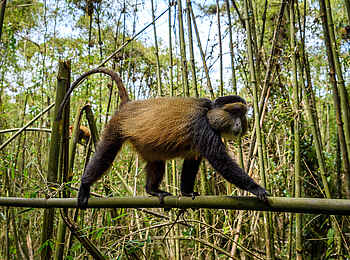 Bisate Lodge: Goldmeerkatze