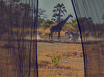Chem Chem Lodge: Giraffe vor dem Zelt Chem Chem Lodge: Giraffe vor dem Zelt