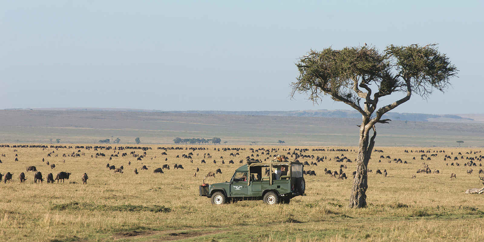 Governors' Camp: Safarifahrzeug mit Tierherde Governors' Camp: Safarifahrzeug mit Tierherde