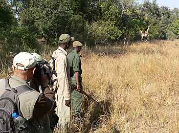 Island Bush Camp: Giraffe und Safari Walkers Island Bush Camp: Giraffe und Safari Walkers