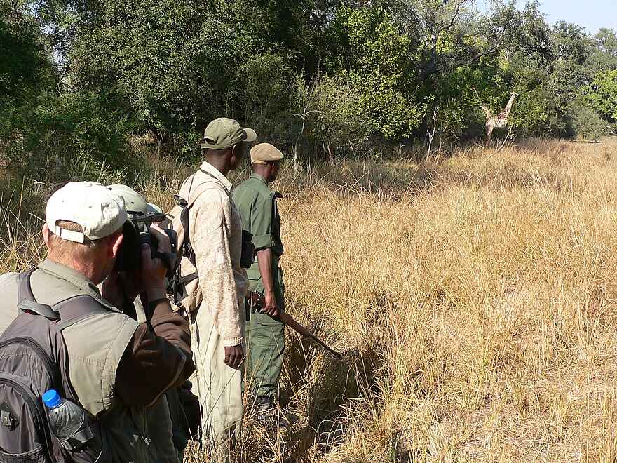 Island Bush Camp: Giraffe und Safari Walkers Island Bush Camp: Giraffe und Safari Walkers