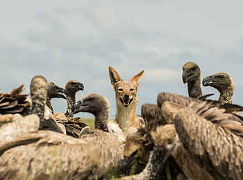 Jack´s Private Camp: Geier und Schakal