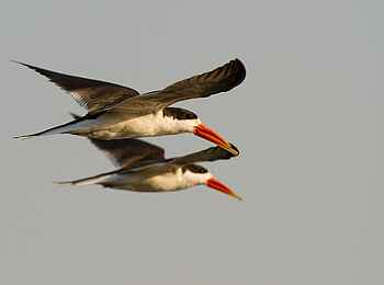 KaingU Safari Lodge: African Skimmers