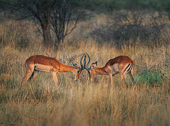 Kambaku Safari Lodge: Kämpfende Impala Böcke