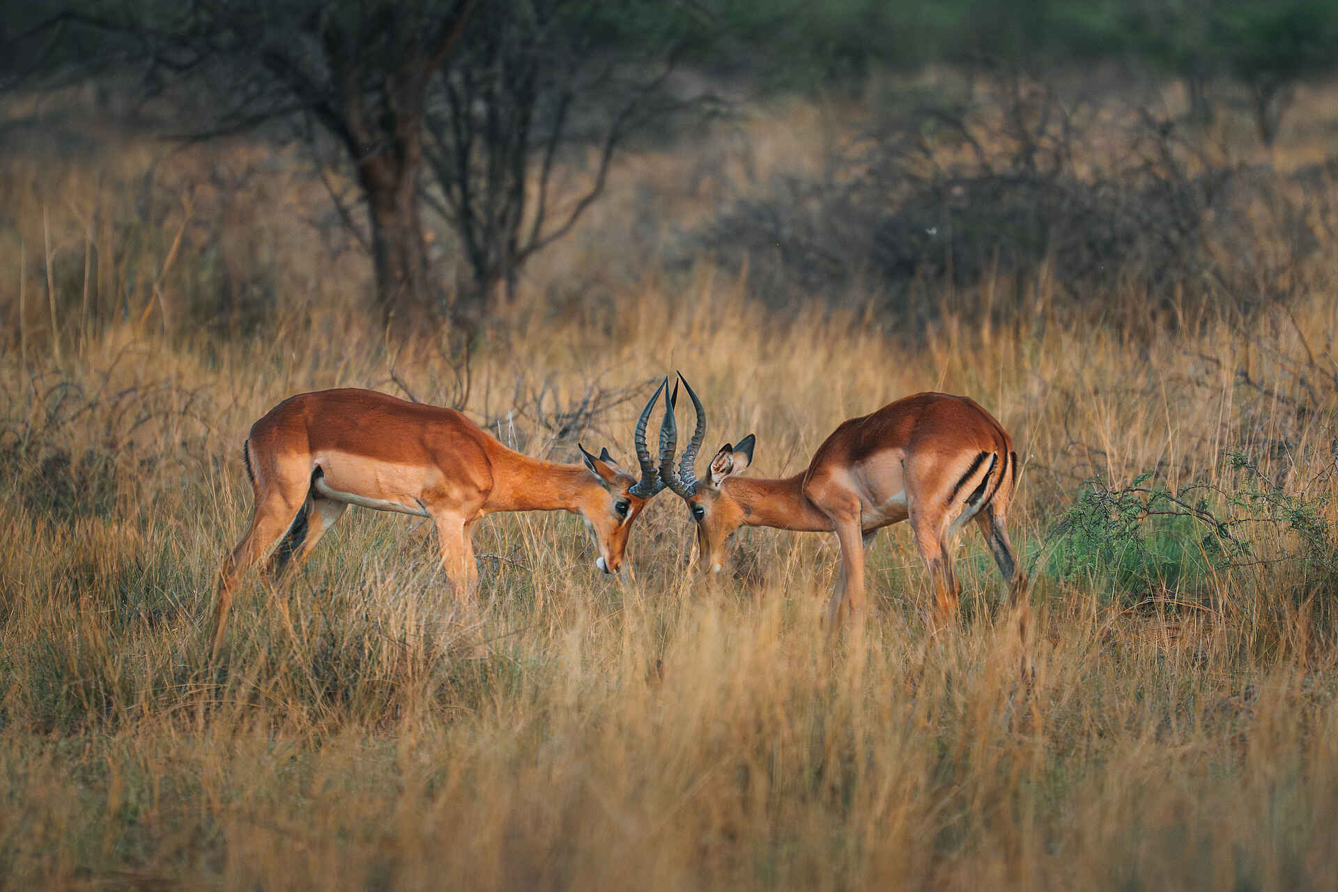 Kambaku Safari Lodge: Kämpfende Impala Böcke