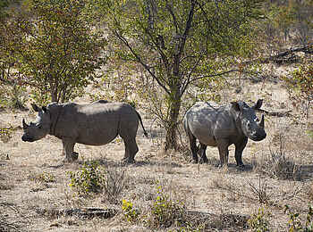 Khayelitshe House: Nashörner Khayelitshe House: Nashörner