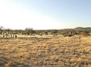 Kichaka Expeditions: Weite Ebene des Ruaha Nationalparks