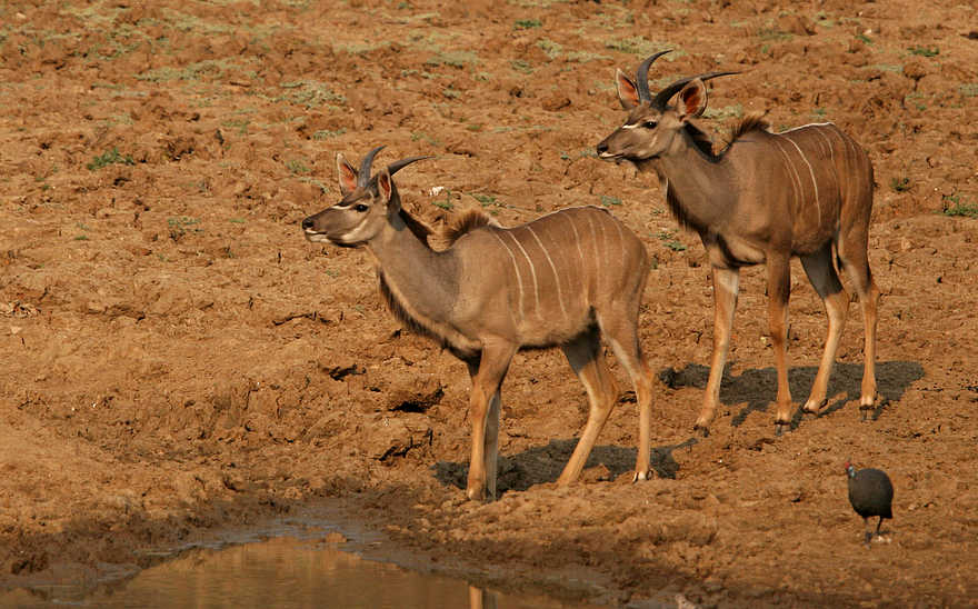 Last Waterhole Hide: Kudus Last Waterhole Hide: Kudus