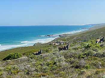 Lekkerwater Beach Lodge: Eland Antilopen am Strand Lekkerwater Beach Lodge: Eland Antilopen am Strand