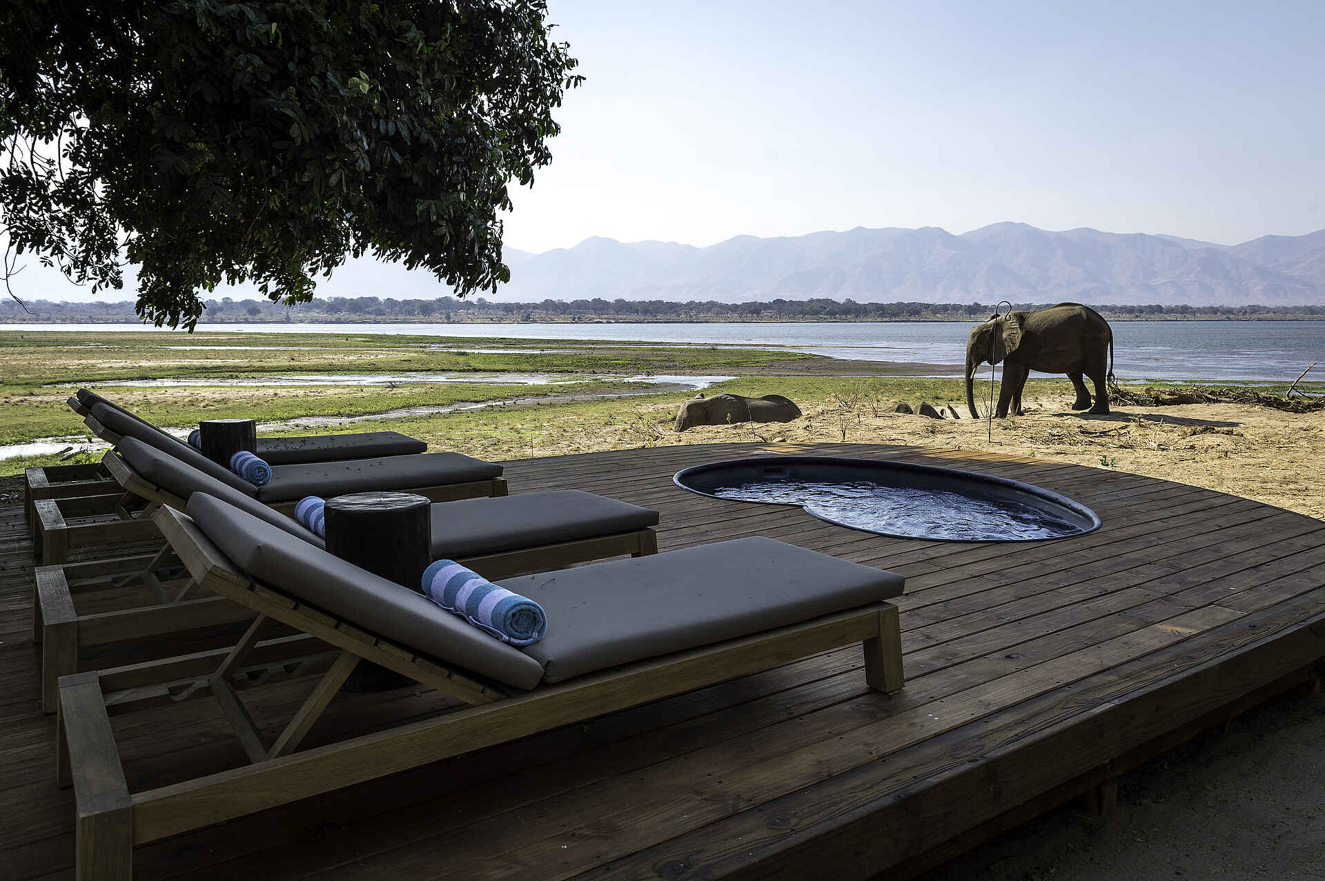 Little Ruckomechi Camp: Elefanten vor dem Plunge Pool Little Ruckomechi Camp, Mana Pools National Park, Sambesi, Wilderness Safaris, Blick, Elefanten, Plunge Pool, Sonnendeck, Zambezi Escarpment, Afrikarma, Afrikarma Safaris, Afrikarma Safaris - Wildnis. Hautnah., Afrikarma.de