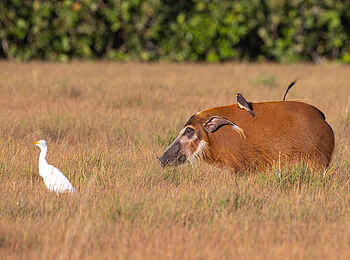 Loango Savannah Camp: Reiher und Schwein