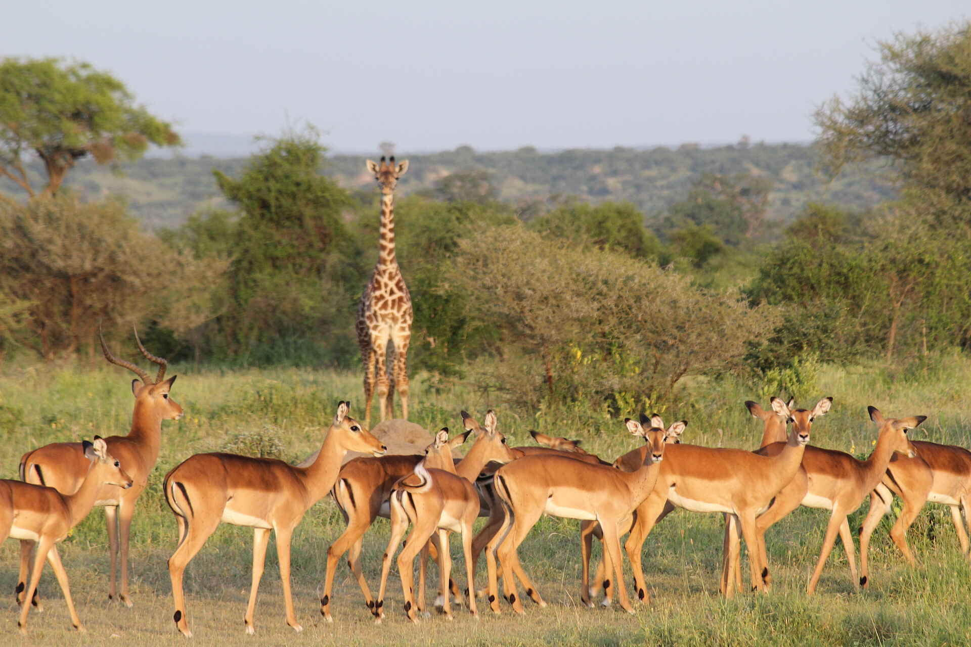Manyara Ranch, Giraffe, Impalas, Tiere
