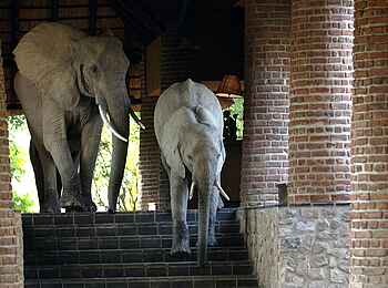 Mfuwe Lodge: Elefanten auf der Treppe