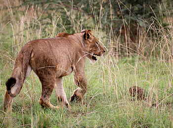 Murchison Falls National Park: Löwin Murchison Falls National Park: Löwin
