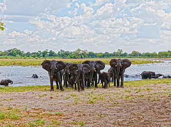 Nambwa Lodge: Elefanten am Kwando Nambwa Lodge: Elefanten am Kwando