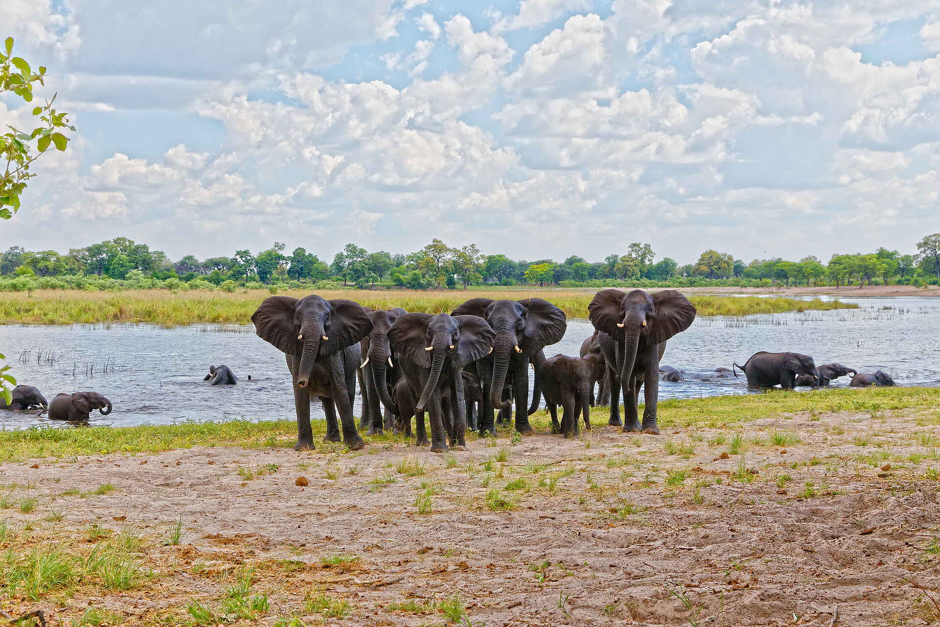 Nambwa Lodge: Elefanten am Kwando