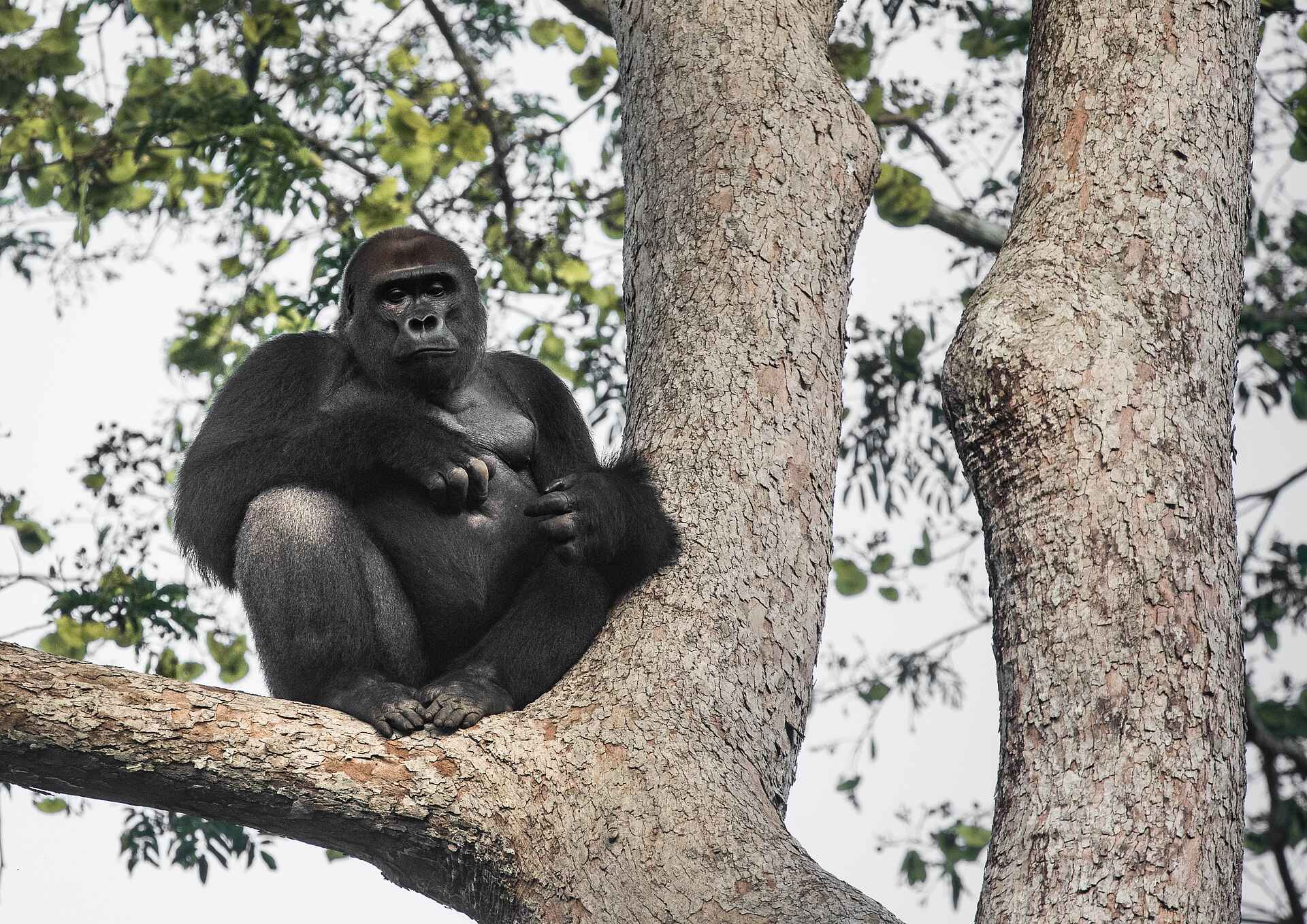 Ngaga Camp: Ein Silberrücken auf einem Baum
