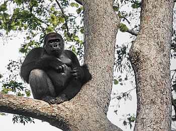 Ngaga Camp: Ein Silberrücken auf einem Baum