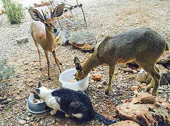 Okutala Lodge: Haustierfütterung Okutala Lodge: Haustierfütterung