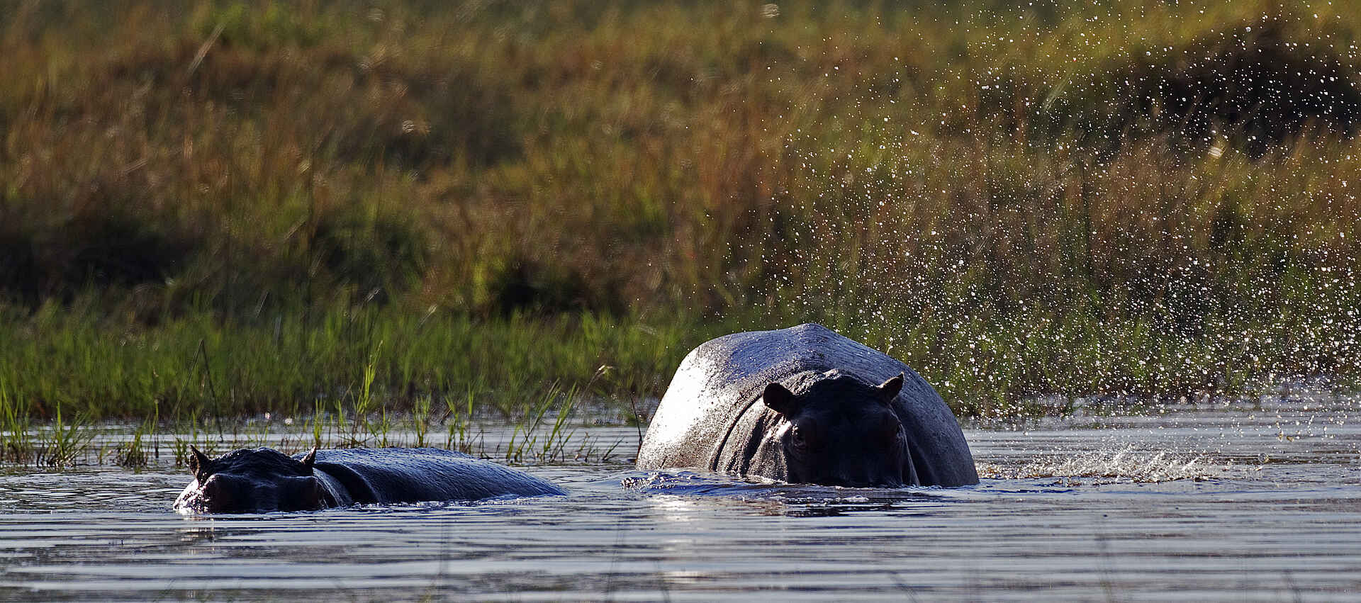 Okuti Camp: Hippos im Wasser Okuti Camp: Hippos im Wasser
