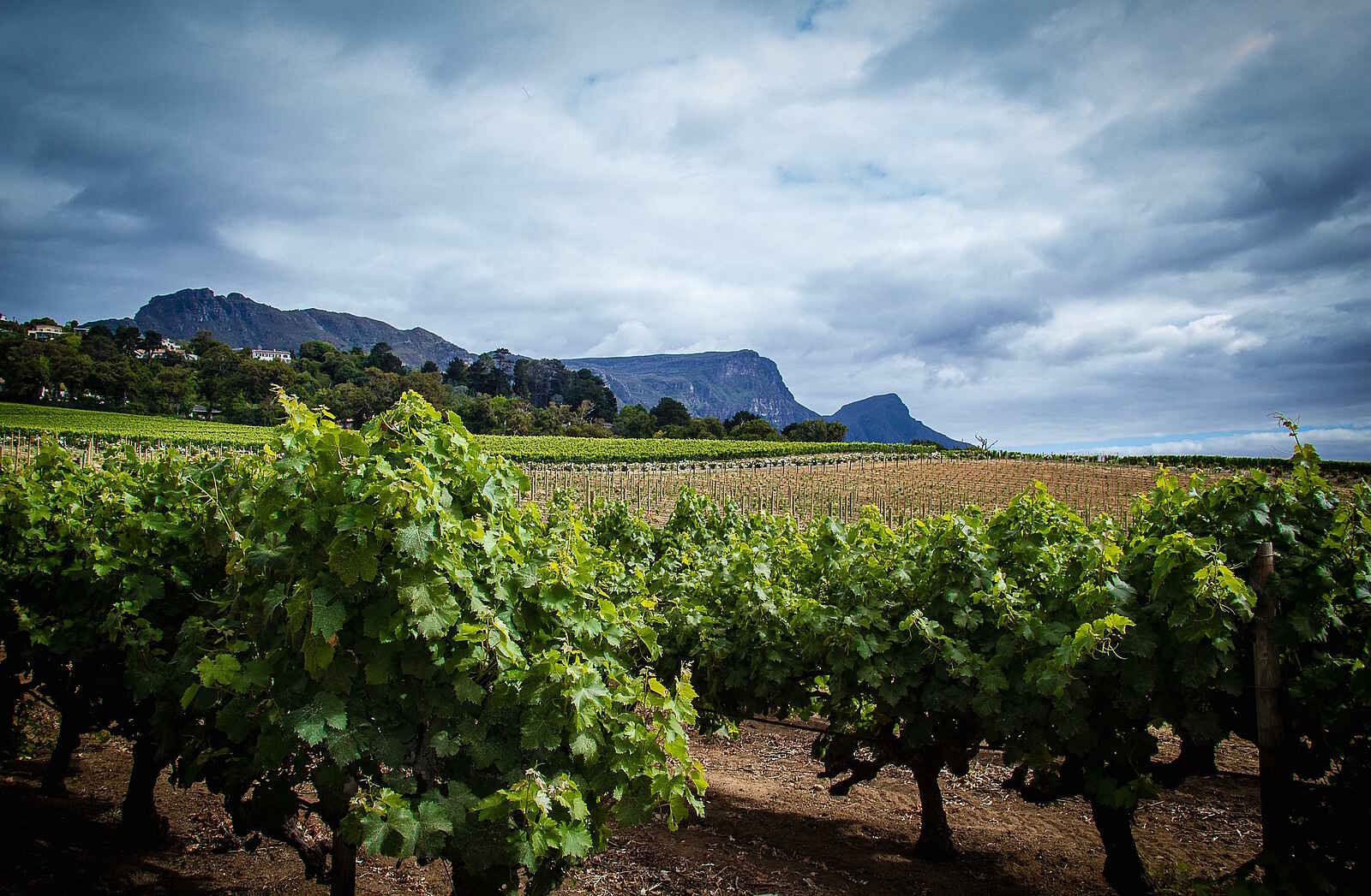 One and Only Cape Town Hotel: Weinstöcke One and Only Cape Town Hotel: Weinstöcke