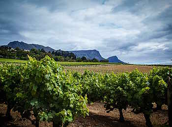 One and Only Cape Town Hotel: Weinstöcke One and Only Cape Town Hotel: Weinstöcke